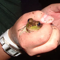 A green frog, indigenous to Ontario.