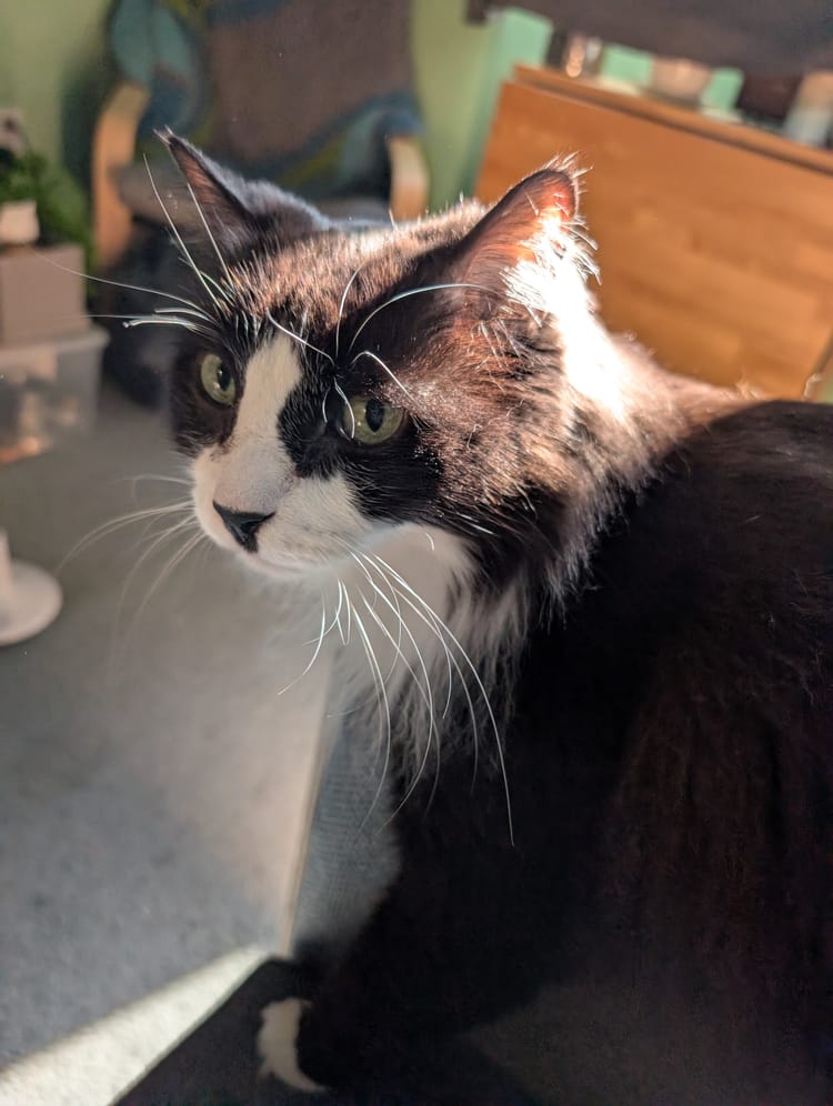 My cat Emmett sitting on the corner of our new couch in a sunbeam. It's by Cozey!