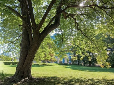 A view of the shaded side of a large tree in the Fort York historic site